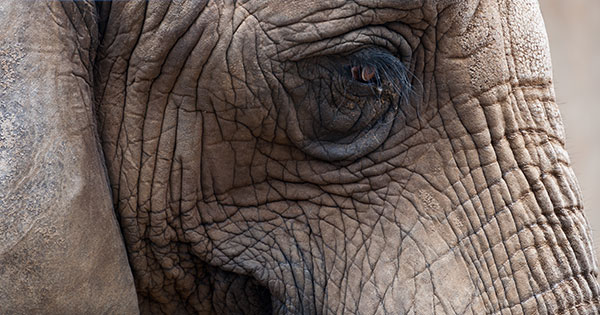 Inspired by elephants, entrepreneur turns sleepy yoga magazine into digital juggernaut - Columbia Journalism Review