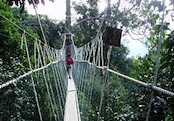 Canopy_Walk.jpg