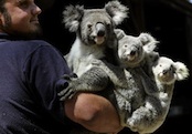 Koalas.jpg