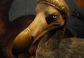dodo.jpg