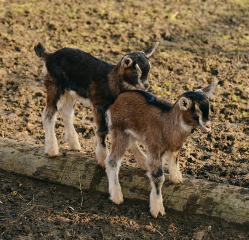 All the baby animal names fit to print - Columbia Journalism Review