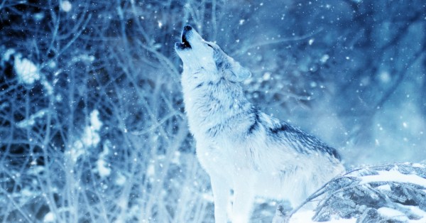 The Origins Of The Term lone Wolf Columbia Journalism Review