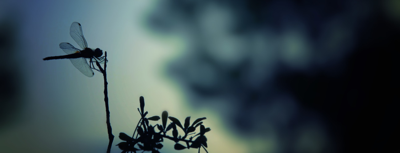 https www cjr org tow center dragonfly censorship google china php