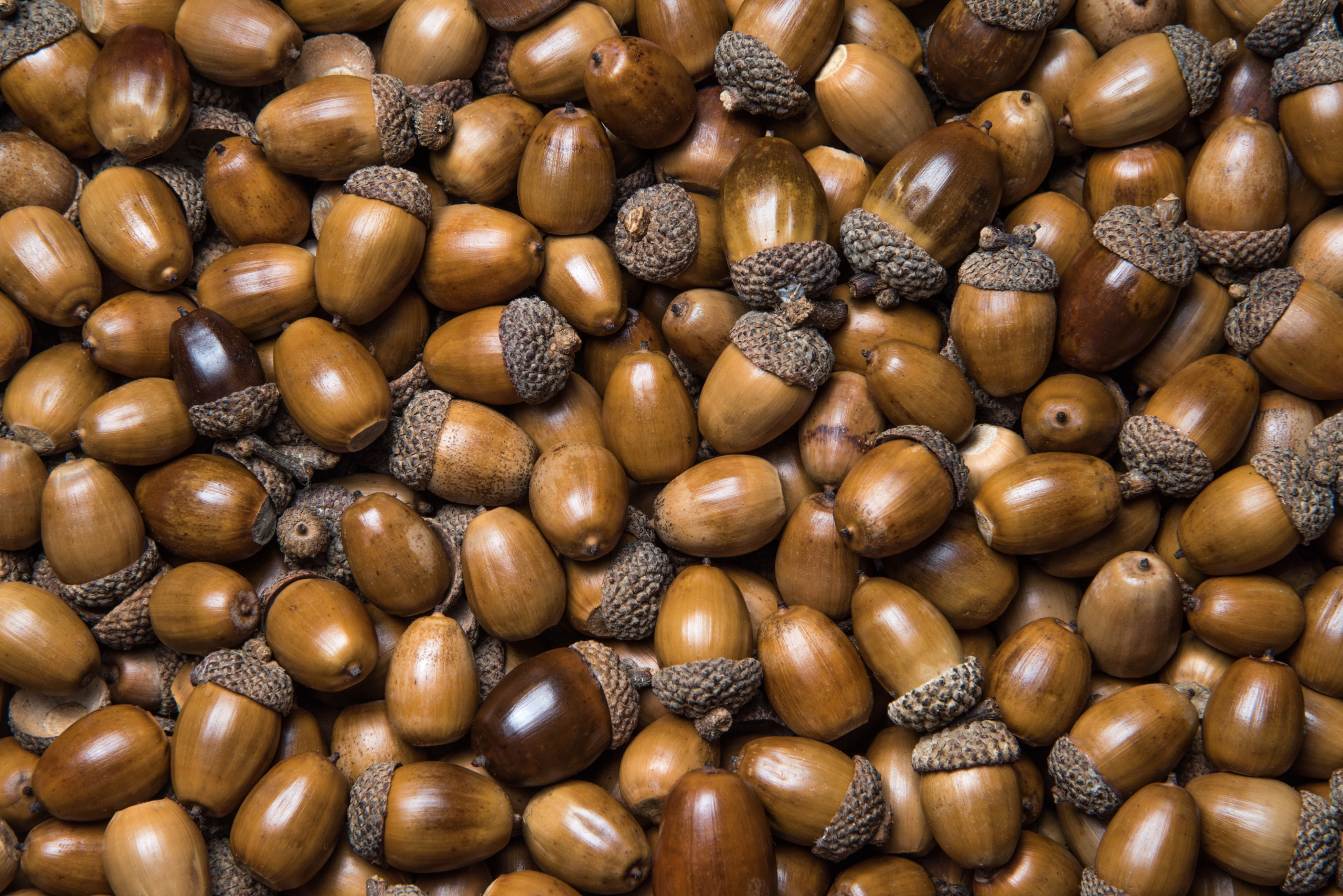 A 'mast year' for acorns - Columbia Journalism Review